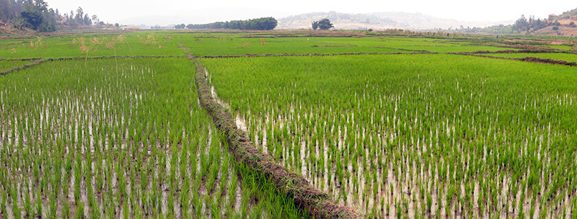 Nyacyonga wetland